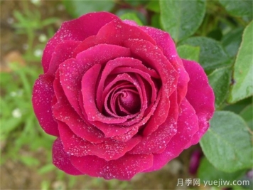 美人丽芙月季介绍和优缺点