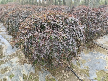 月季花耐寒最低多少度？