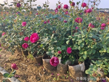 夏季月季一天浇几次水？