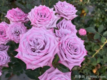 紫色年华月季