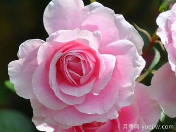 鲁特琴月季/琵琶