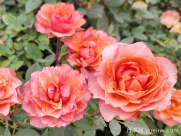 赞美月季花开放的句子