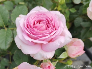 粉玫瑰不能随便送人的原因