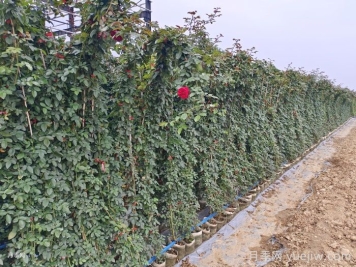 月季在背阴处如何开花？