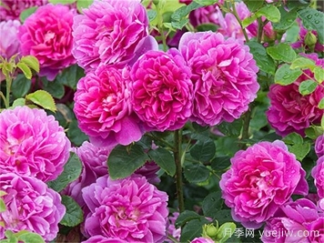 安妮公主月季介绍和优缺点