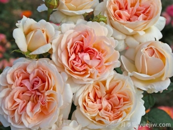 大公夫人路易斯月季介绍和优缺点