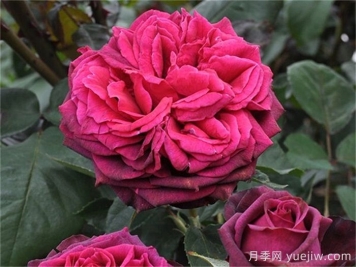 狄安娜伯爵夫人月季介绍和优缺点