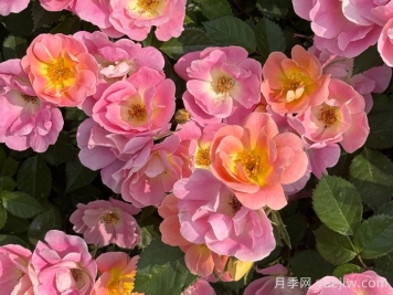 ​西子系列月季，天狼耐湿热型低维护月季的培育路