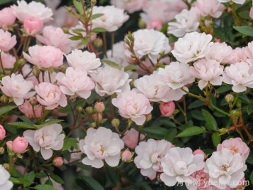 月季介绍，樱坂月季