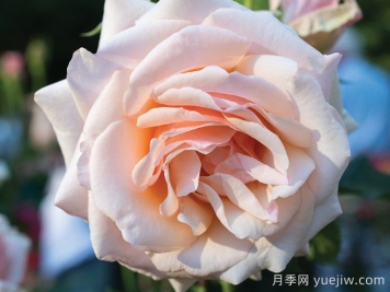 月季介绍，珍珠之母月季