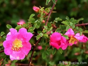 蔷薇介绍，拟木香