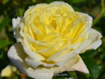 ​柠檬雪酪月季介绍和优缺点