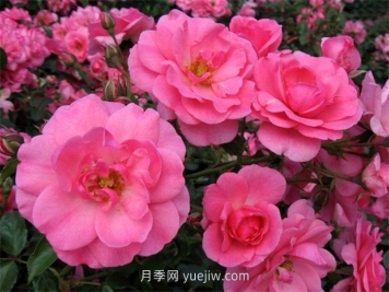 米拉托月季介绍和优缺点