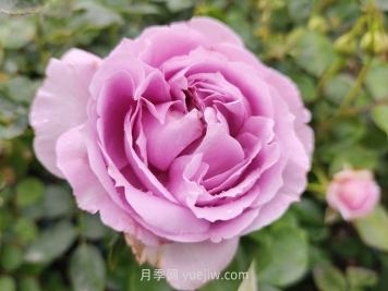 蓝色飓风月季介绍和优缺点