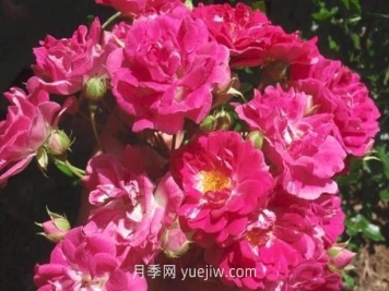 超级埃克塞尔萨月季介绍和优缺点