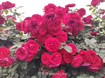 藤本月季第几年爆发花量最多?