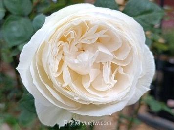 推荐十款最值得入手的白色月季品种