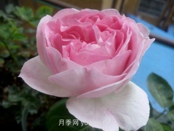 伊芙幻塔索斯月季介绍和优缺点