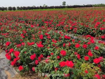 夏季月季苗管理技术要点