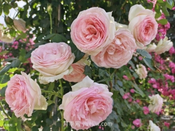 龙沙宝石月季一年开几次花？