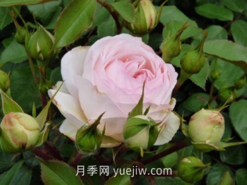 斯蒂芬妮古城堡月季介绍和优缺点