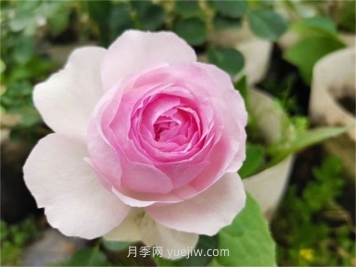  维萨里月季介绍和优缺点