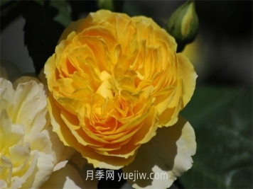 魔力光辉月季介绍和优缺点