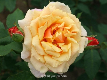 卡梅尔月季介绍和优缺点