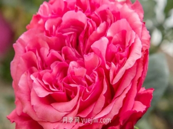 玫昂胭脂月季介绍和优缺点