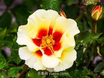  奶油巴比伦眼睛月季介绍和优缺点