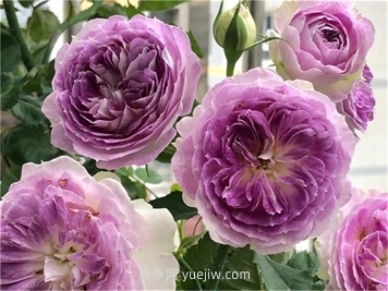 蓝色月光石月季介绍和优缺点