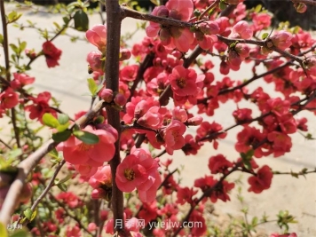 分享60种常见花卉植物