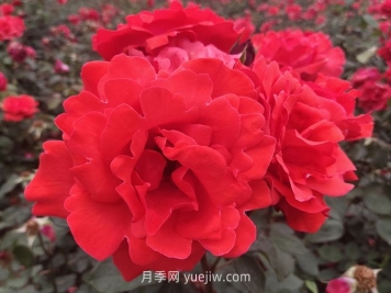 北方园林绿化带常见的月季花