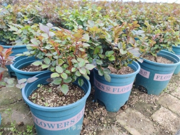 刚买的月季营养土要暴晒吗？