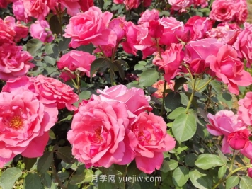 最常见的粉色月季有什么品种？