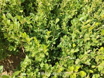 大叶黄杨和小叶黄杨的区别