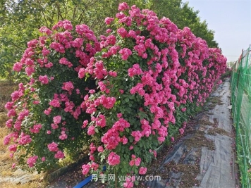 藤本月季和一般月季有什么区别？