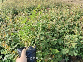 月季小苗多久能长成大苗？