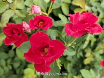 蔷薇花是春天开花还是夏天开花？