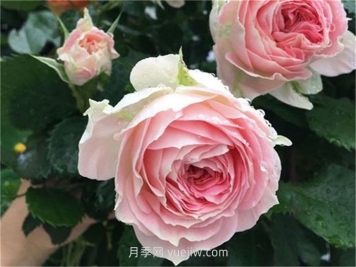 绒球门廊月季，勤花又抗病的优秀品种