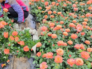 内蒙古适合种植月季吗？