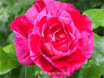 盖伊萨伏瓦月季介绍和优缺点