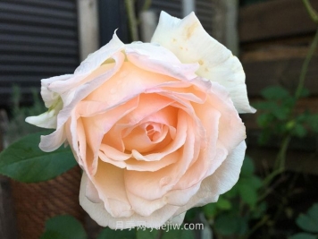 熏乃月季介绍和优缺点