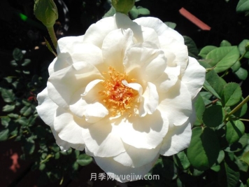 象牙时尚月季介绍和优缺点