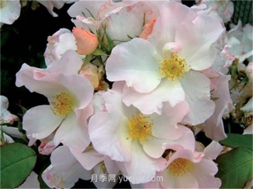 莎莉福尔摩斯月季介绍和优缺点