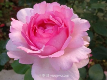 伊芙贵族香水月季介绍和优缺点