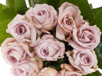 赏金之路月季介绍和优缺点