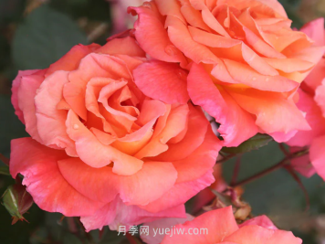 巫术月季介绍和优缺点