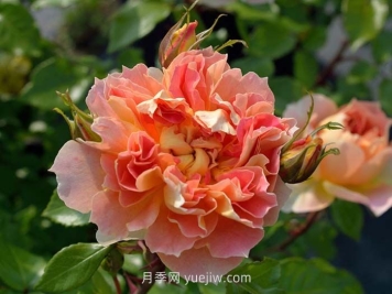 南瓜灯笼月季介绍和优缺点