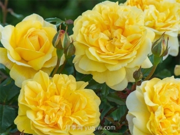 诗人的妻子月季介绍和优缺点